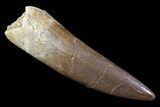 Fossil Plesiosaur (Zarafasaura) Tooth - Morocco #81921-1